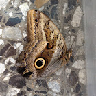 Oileus Owl-Butterfly