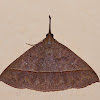 Snout Moth