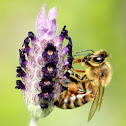 Honeybee (on lavender)