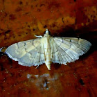 Two-Spotted Herpetogramma