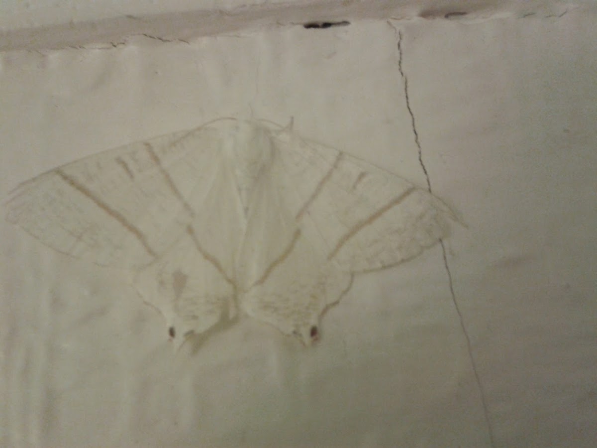 swallow tailed moth