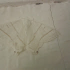 swallow tailed moth