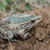 Southern leopard frog