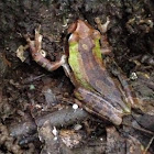 Baudin's Tree Frog