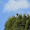 Black billed Magpie