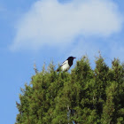 Black billed Magpie