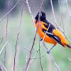 Baltimore oriole