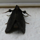 Moth