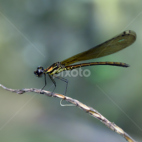 by Ricky Lendarizch - Animals Insects & Spiders