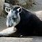 Tapir Centroamericano / Baird's Tapir