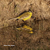 The Western Yellow Wagtail