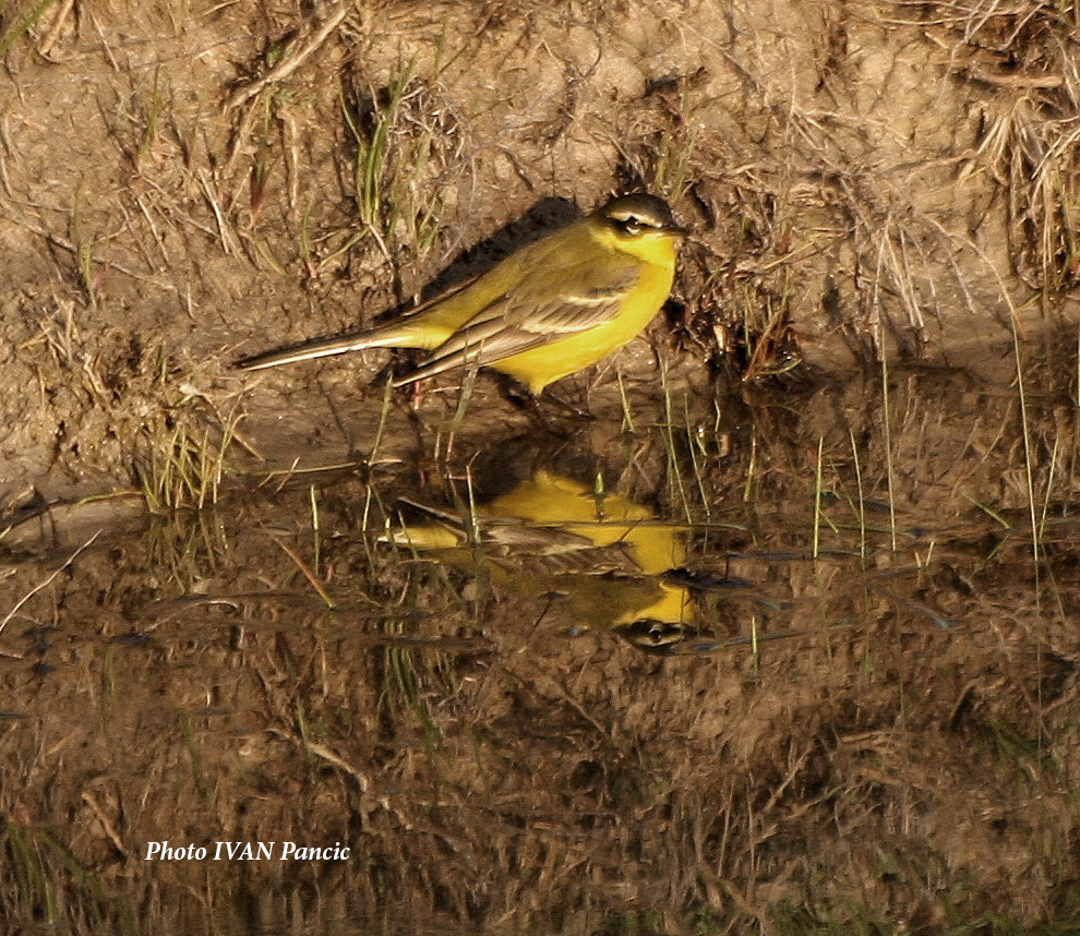 The Western Yellow Wagtail