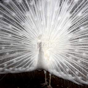 Lord of the Peas by Tracy Rautenbach - Animals Birds