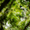 Asian Paradise Flycatcher