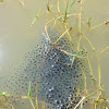 Rio Grande Leopard Frog eggs