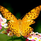Common Leopard Butterfly