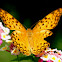 Common Leopard Butterfly