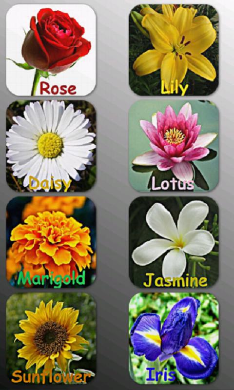 Aster Flower Name In Malayalam Best Flower Wallpaper