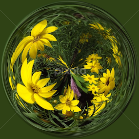 Round Yellow Daisies by Colleen Legree - Abstract Fine Art