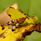 Common scorpionfly