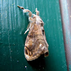 Yellow-based Tussock Moth
