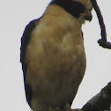 Laughing falcon