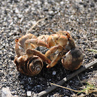 Galapagos Hermit Crabs