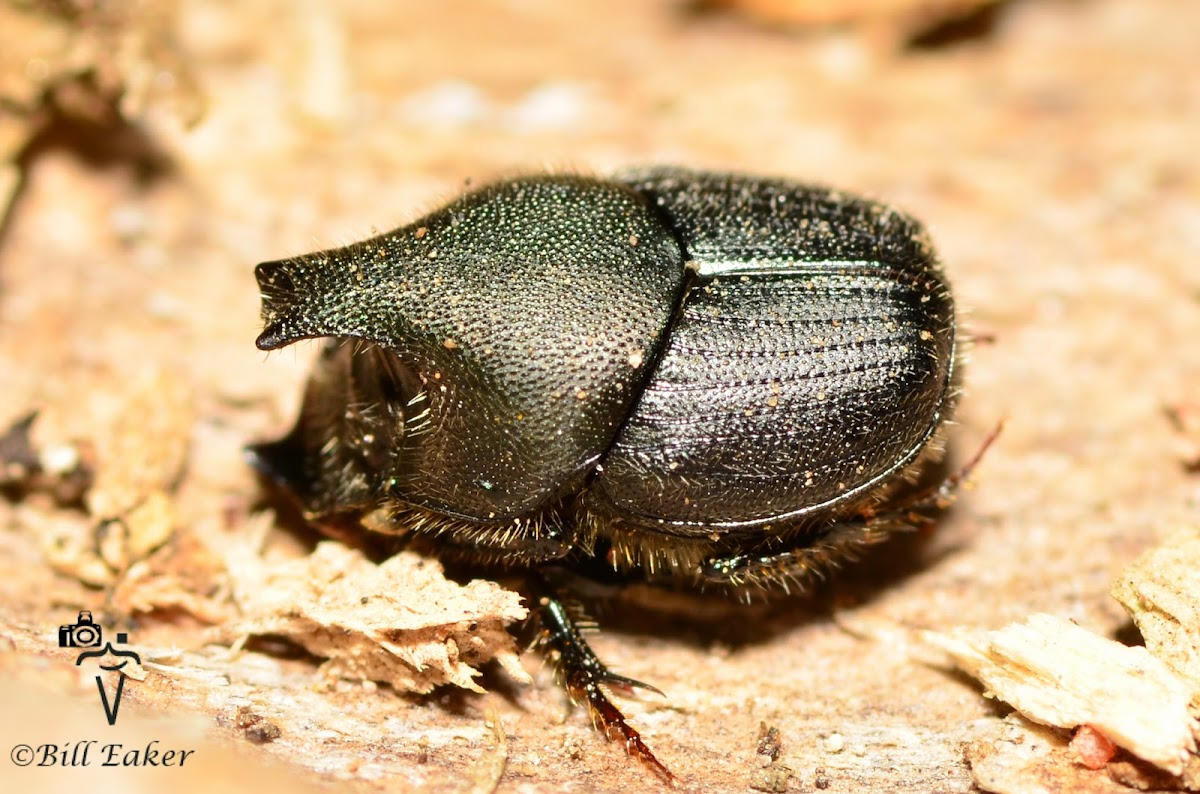 Scooped Scarab Dung Beetle