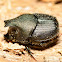 Scooped Scarab Dung Beetle