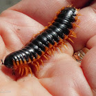 Tennessee flat-backed millipede