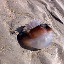 Cannonball jellyfish