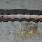 Silver-striped Hawkmoth (larva)