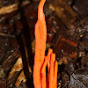 Calocera Fungus