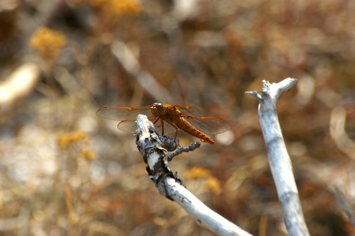Flame Skimmer (Female)