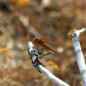 Flame Skimmer (Female)