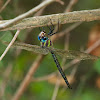 Swamp Darner dragonfly (male)