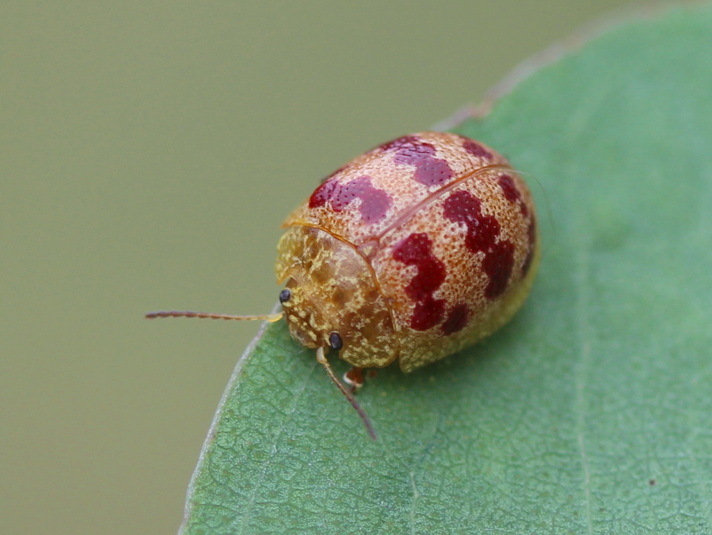 Tortiose leaf beetle
