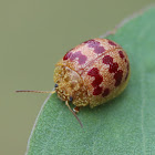 Tortiose leaf beetle