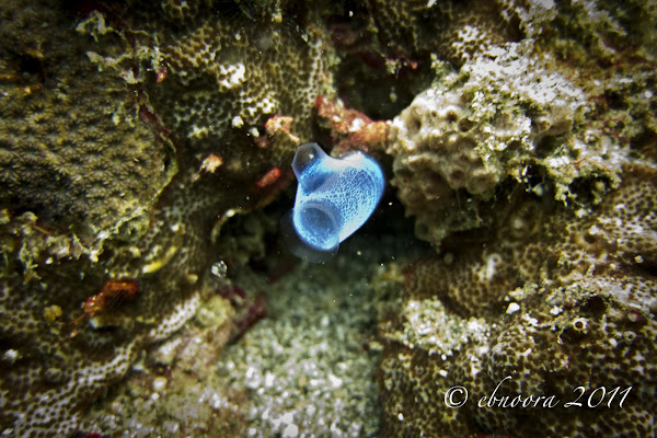 Blue Club Tunicate | Project Noah