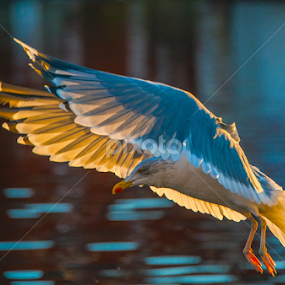 Seagull  by Johannes Mikkelsen - Animals Birds