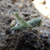 Gray Bird Grasshopper Nymph