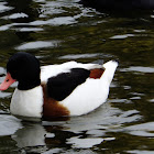 Common Shelduck