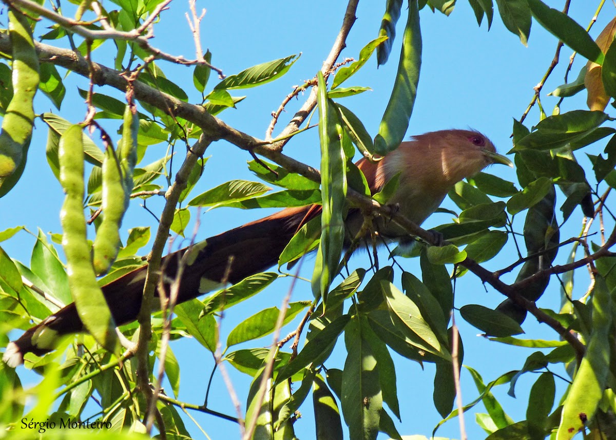 Alma-de-gato (Squirrel Cuckoo)