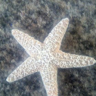Common Starfish