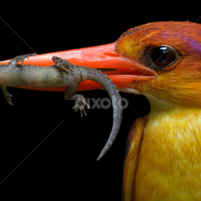 Oriental Dwarf Kingfisher by Raj Dhage - Animals Birds