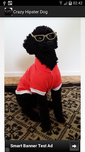 Crazy Hipster Dog