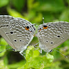 Plains Cupid butterfly (mating)