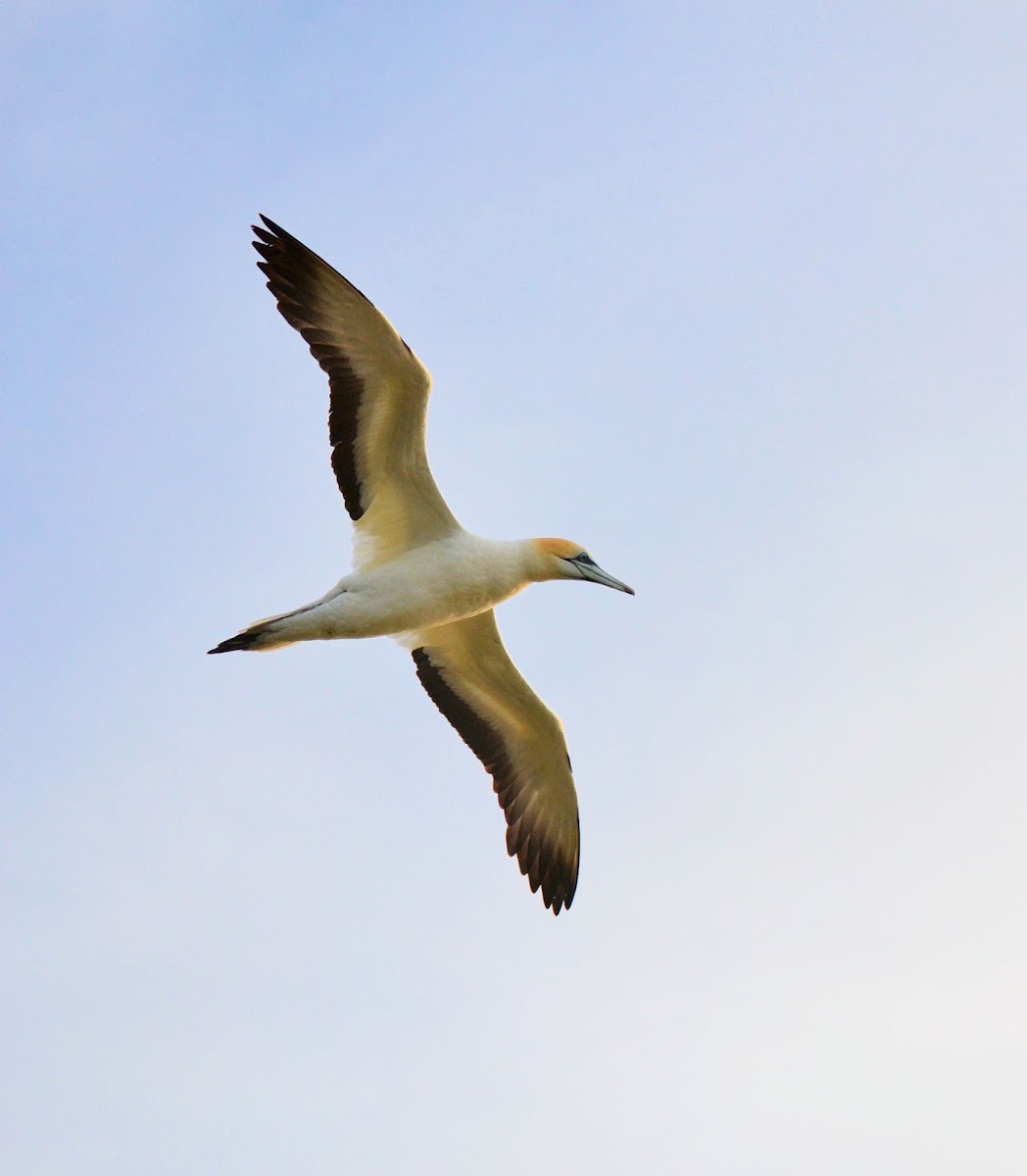 Gannet Bird