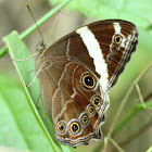 Banded Treebrown