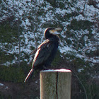 Great Cormorant